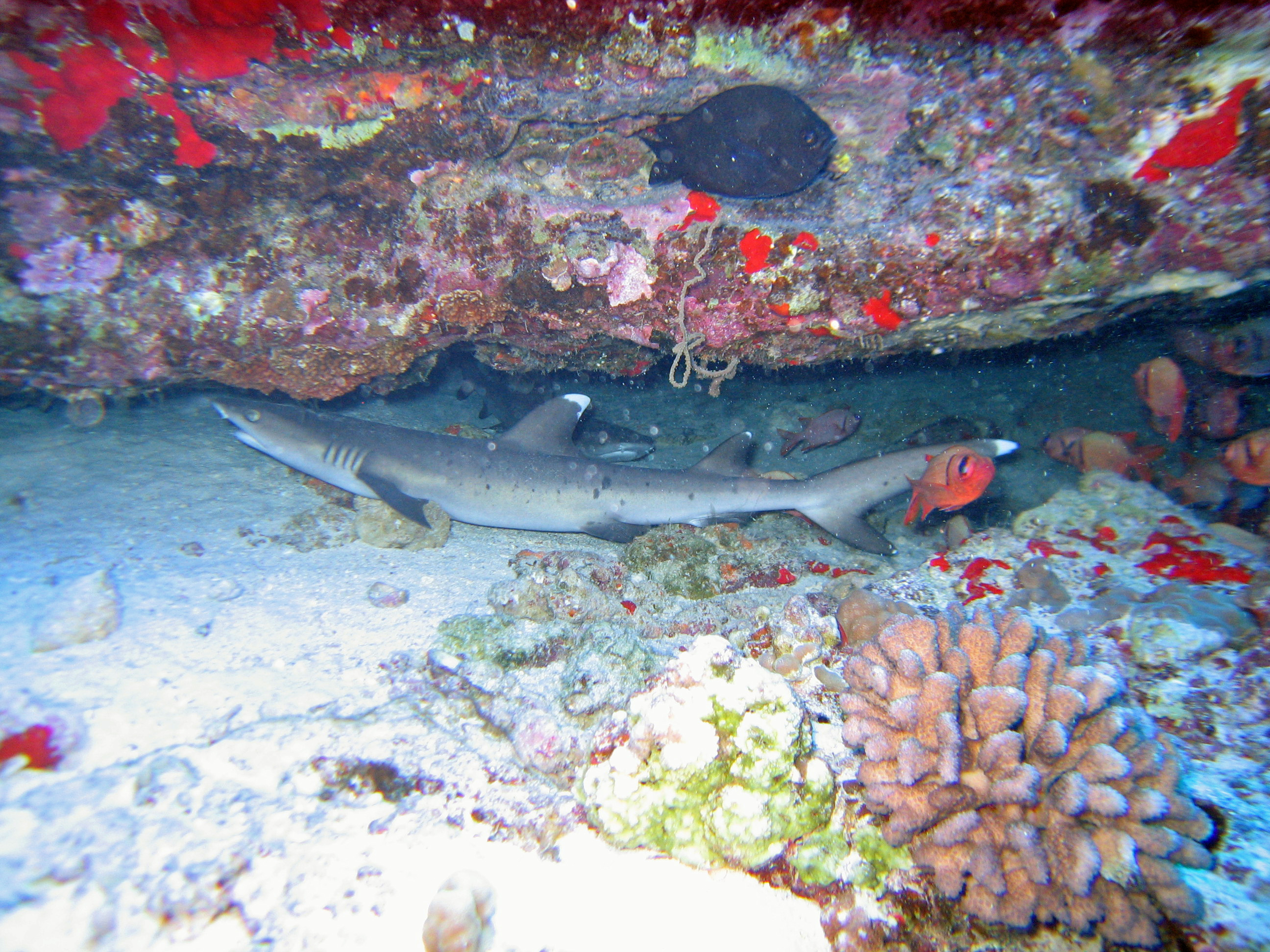 Two whitetip reef sharks in cave, Maui 2009.