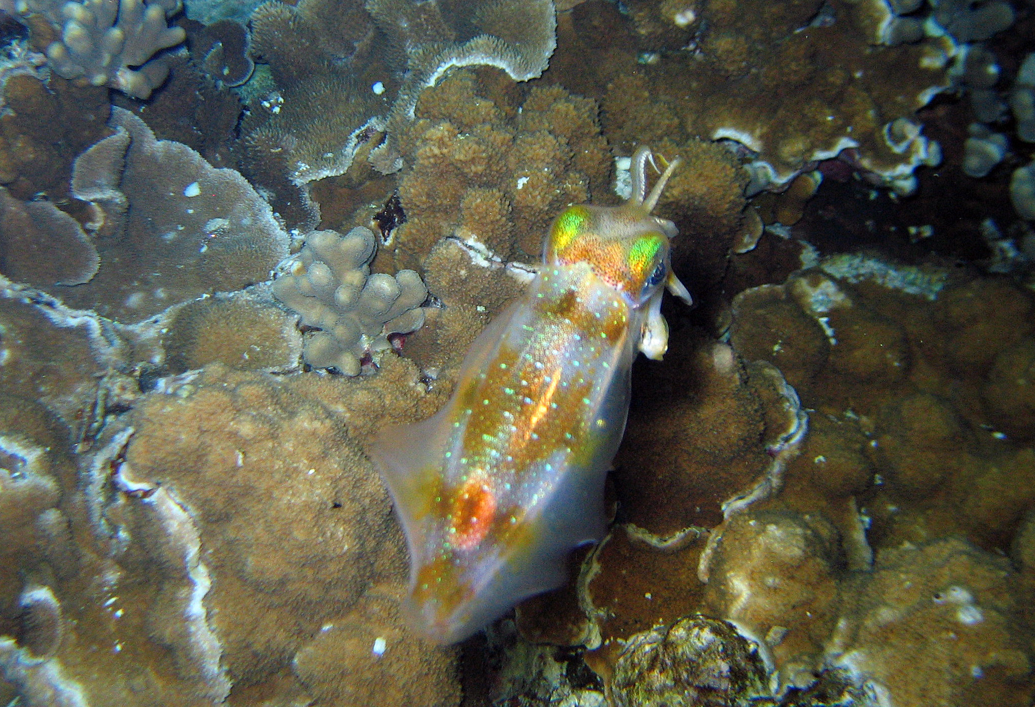 Closeup of squid at night, 2011.