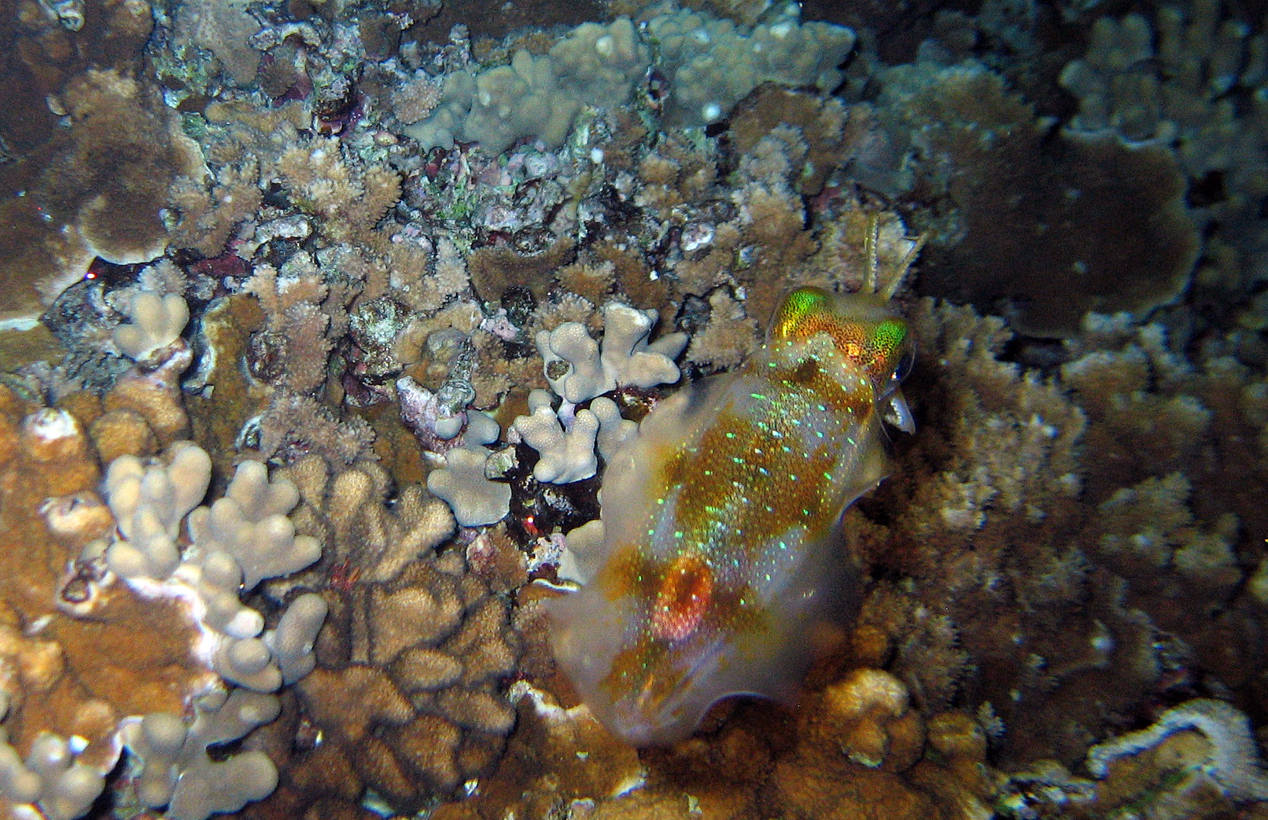 Closeup of squid at night, 2011.