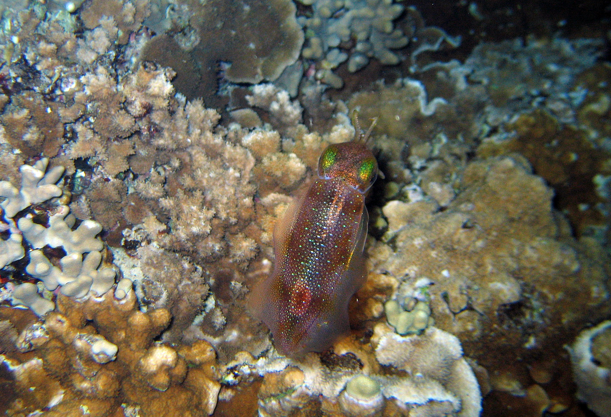 Closeup of squid at night, 2011.