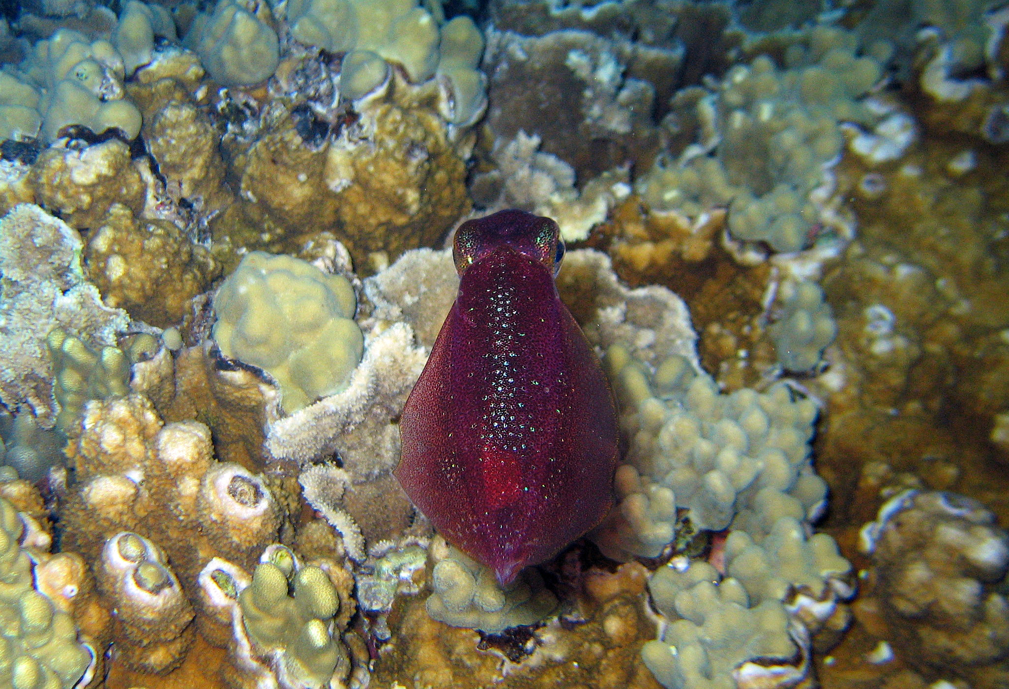 Closeup of squid at night, 2011.