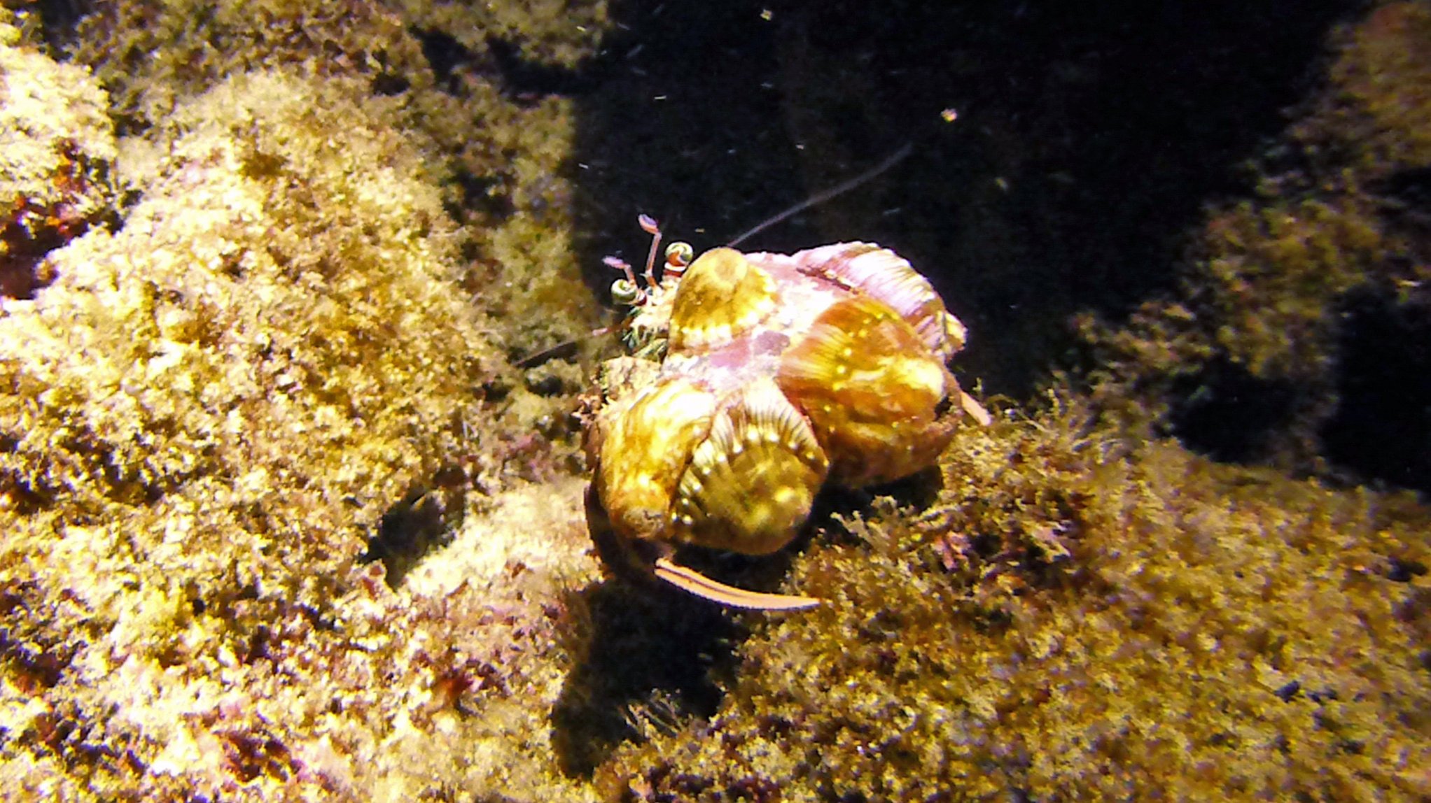 Hawaiian red lionfish aka turkeyfish, Maui 2021.