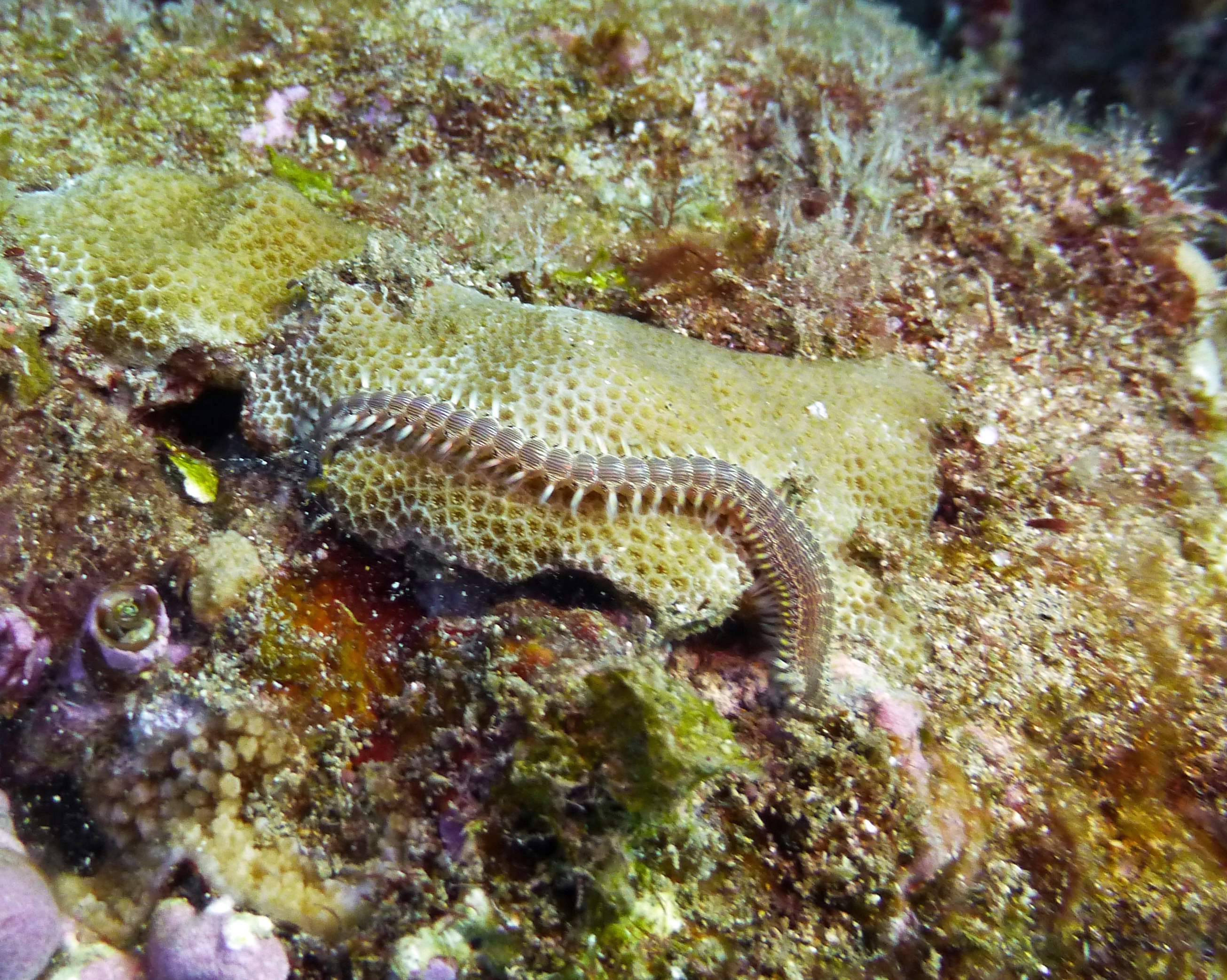 Lined fireworm, Maui 2021.