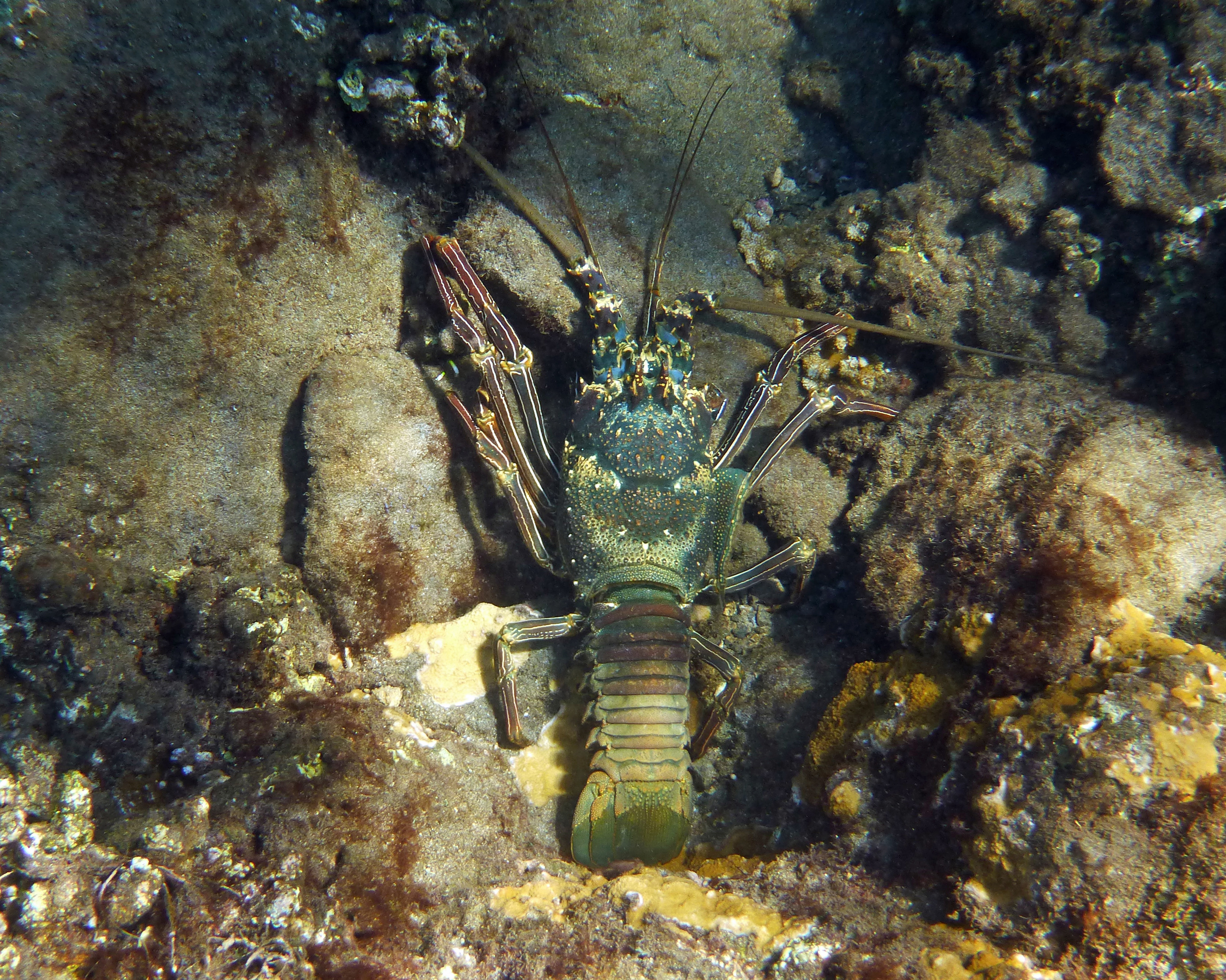 Large Hawaiian spiny lobster.