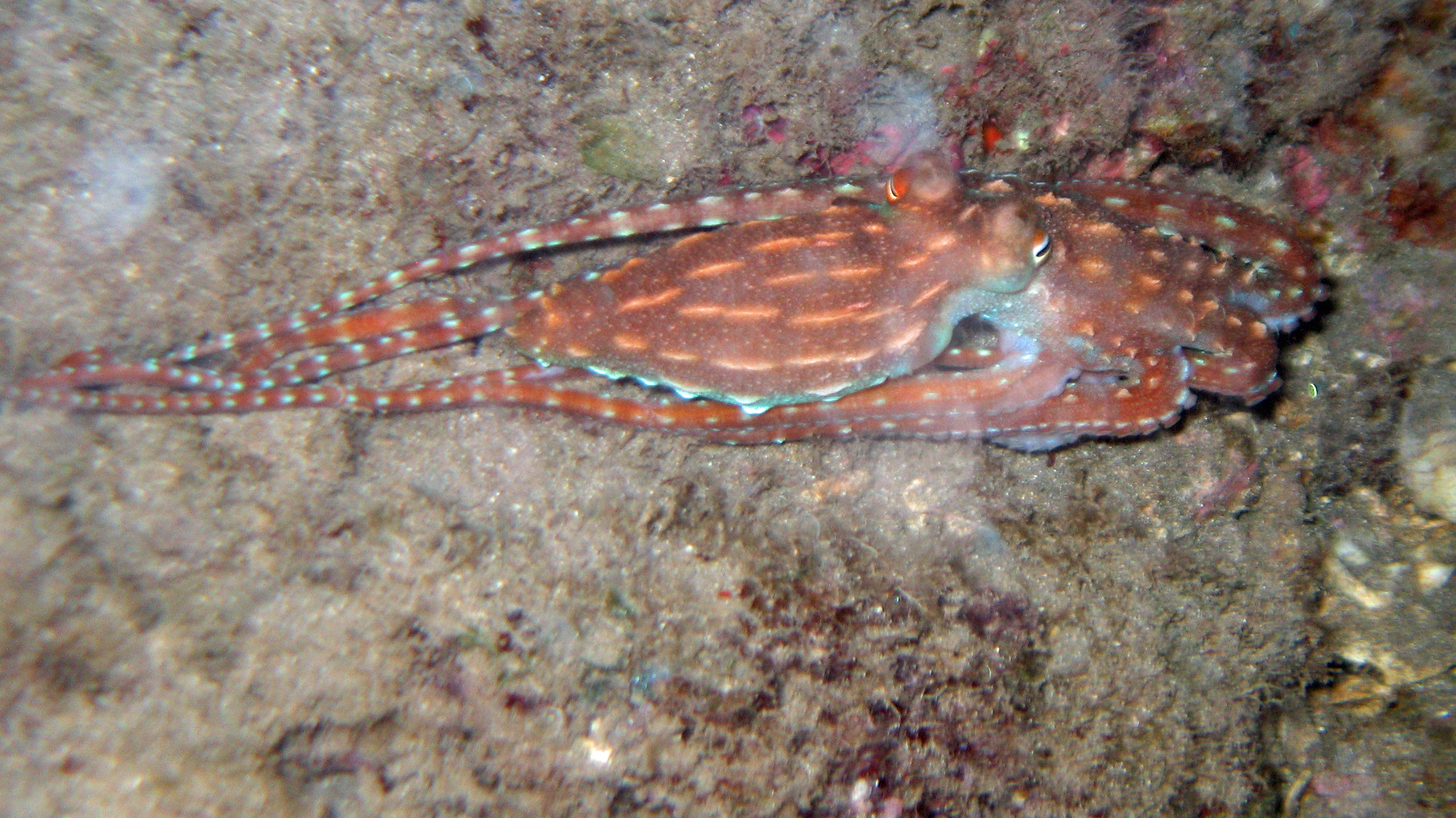 Night octopus, Maui 2009.