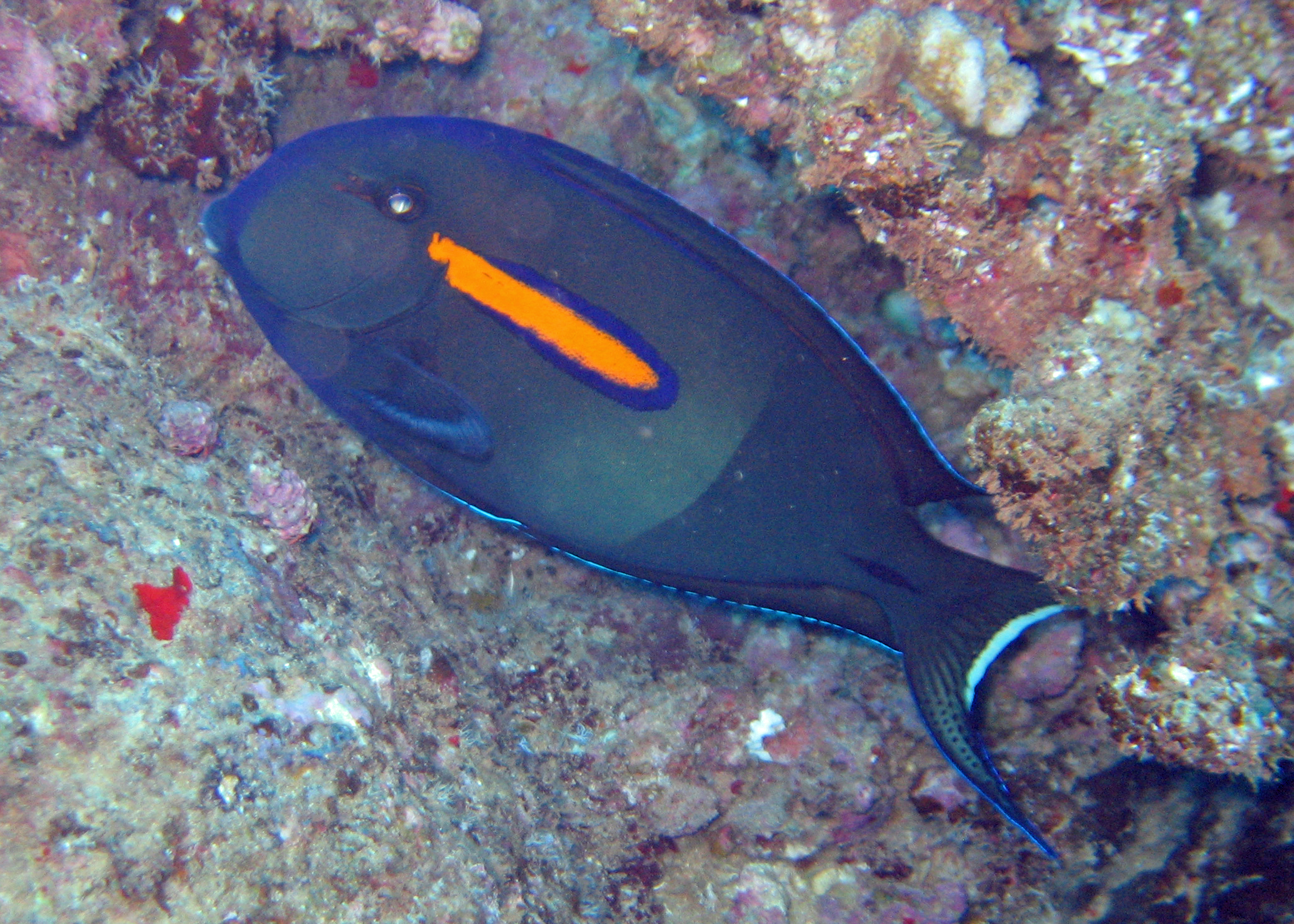 Orange bar surgeonfish, Kaui 2007.
