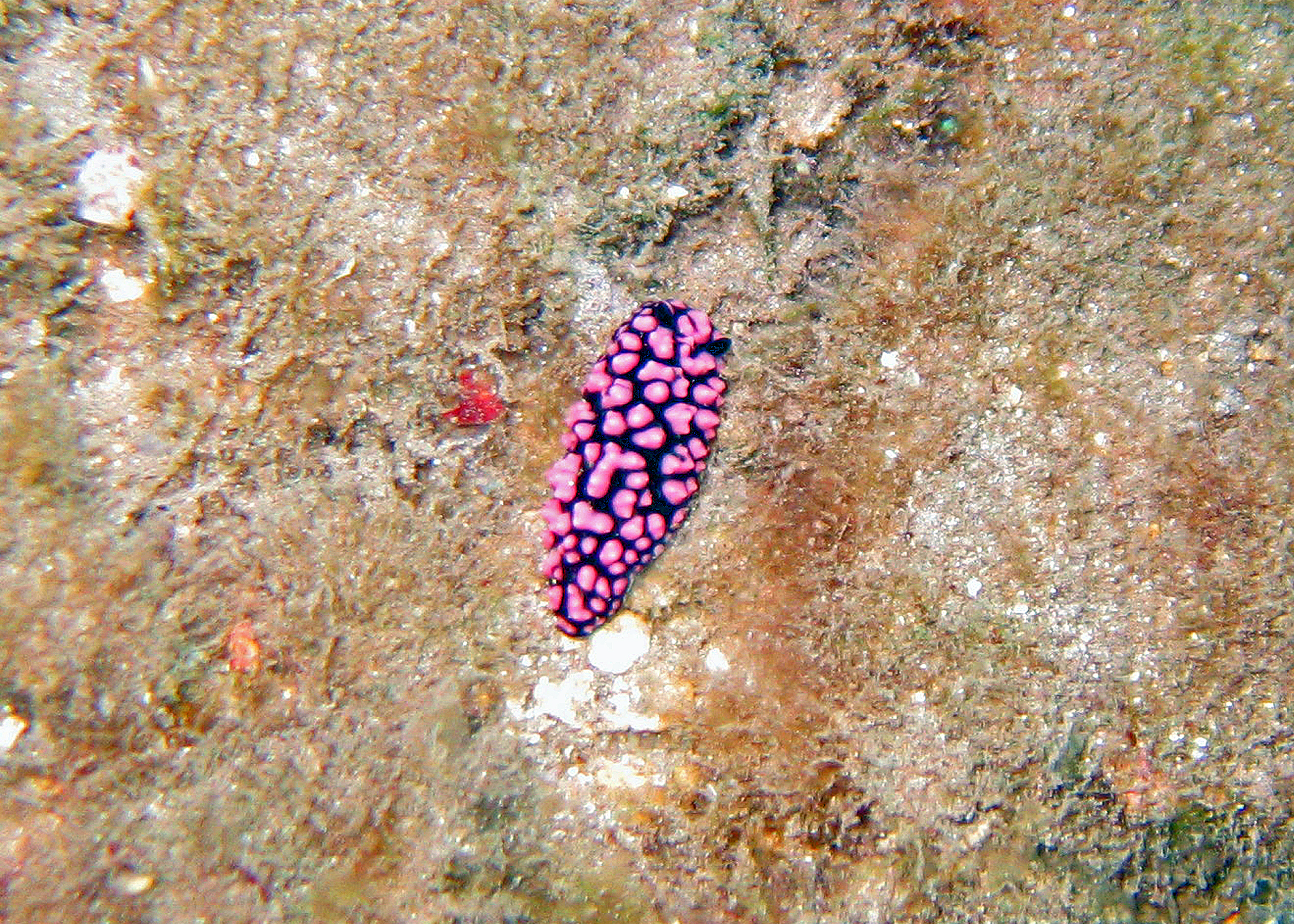 Phyllidiella pustulosa nudibranch, Maui 2009.
