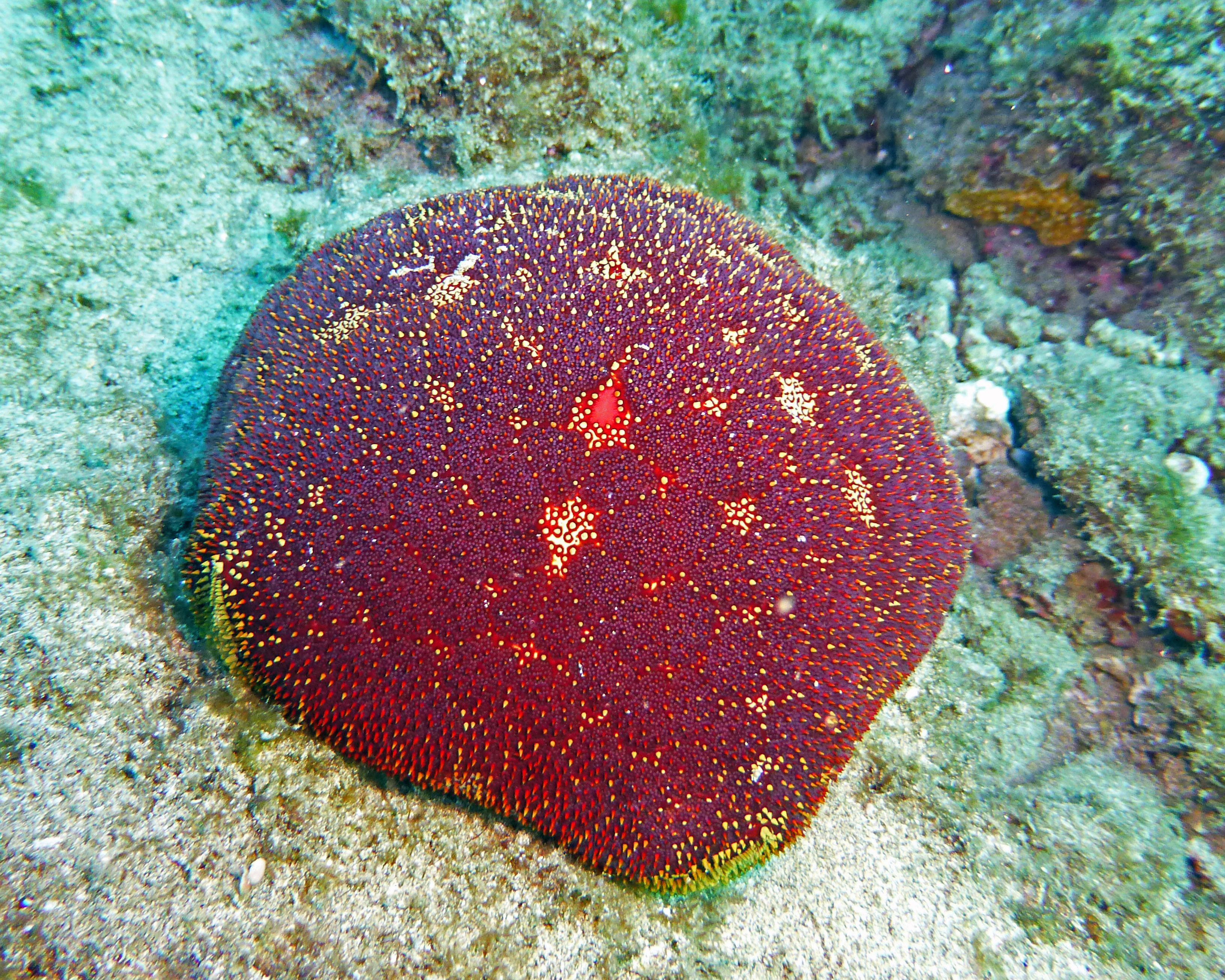 Pincushion sea star, Mauii, 2021