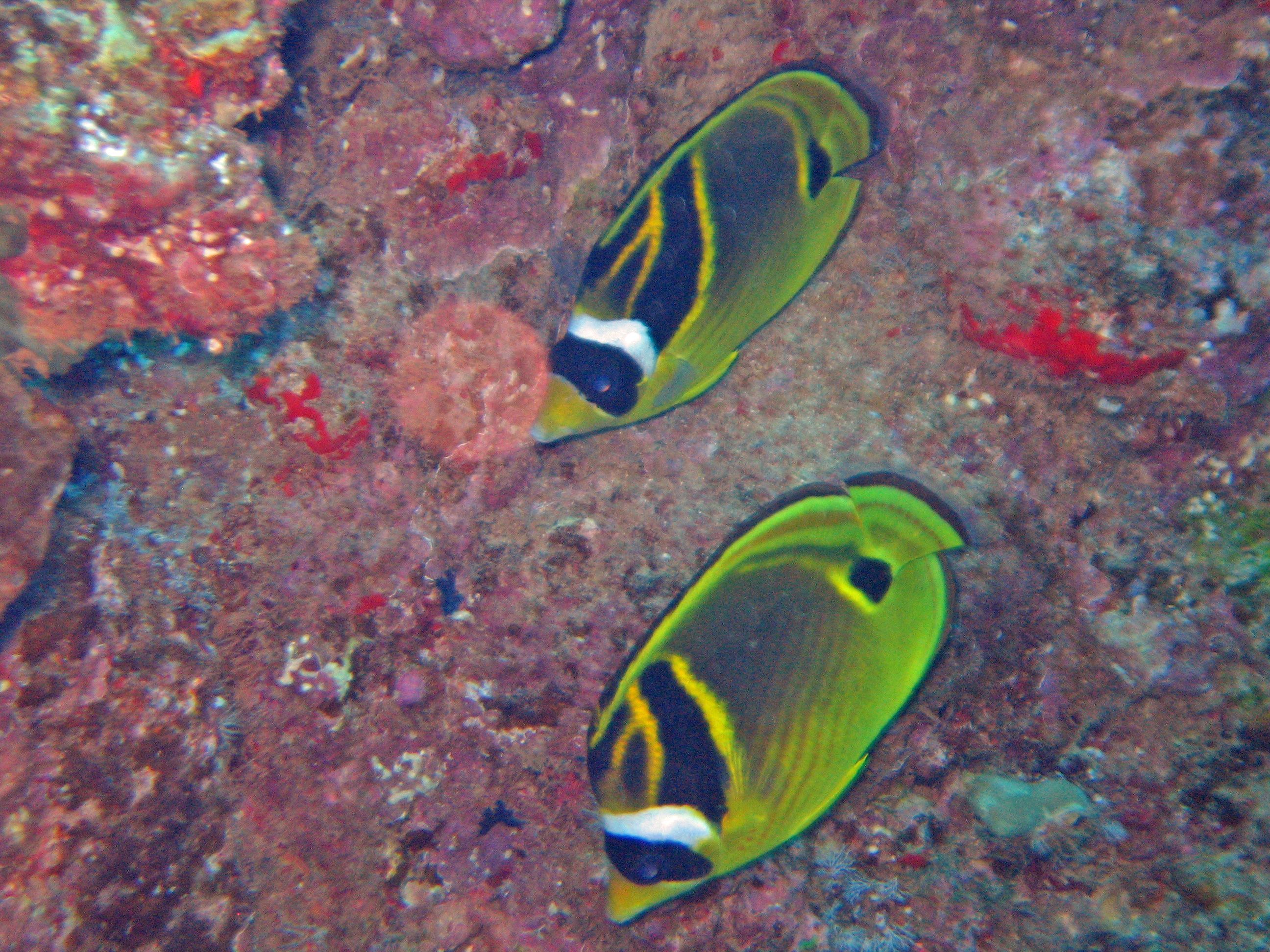Raccoon butterflyfish, Kaui 2007.