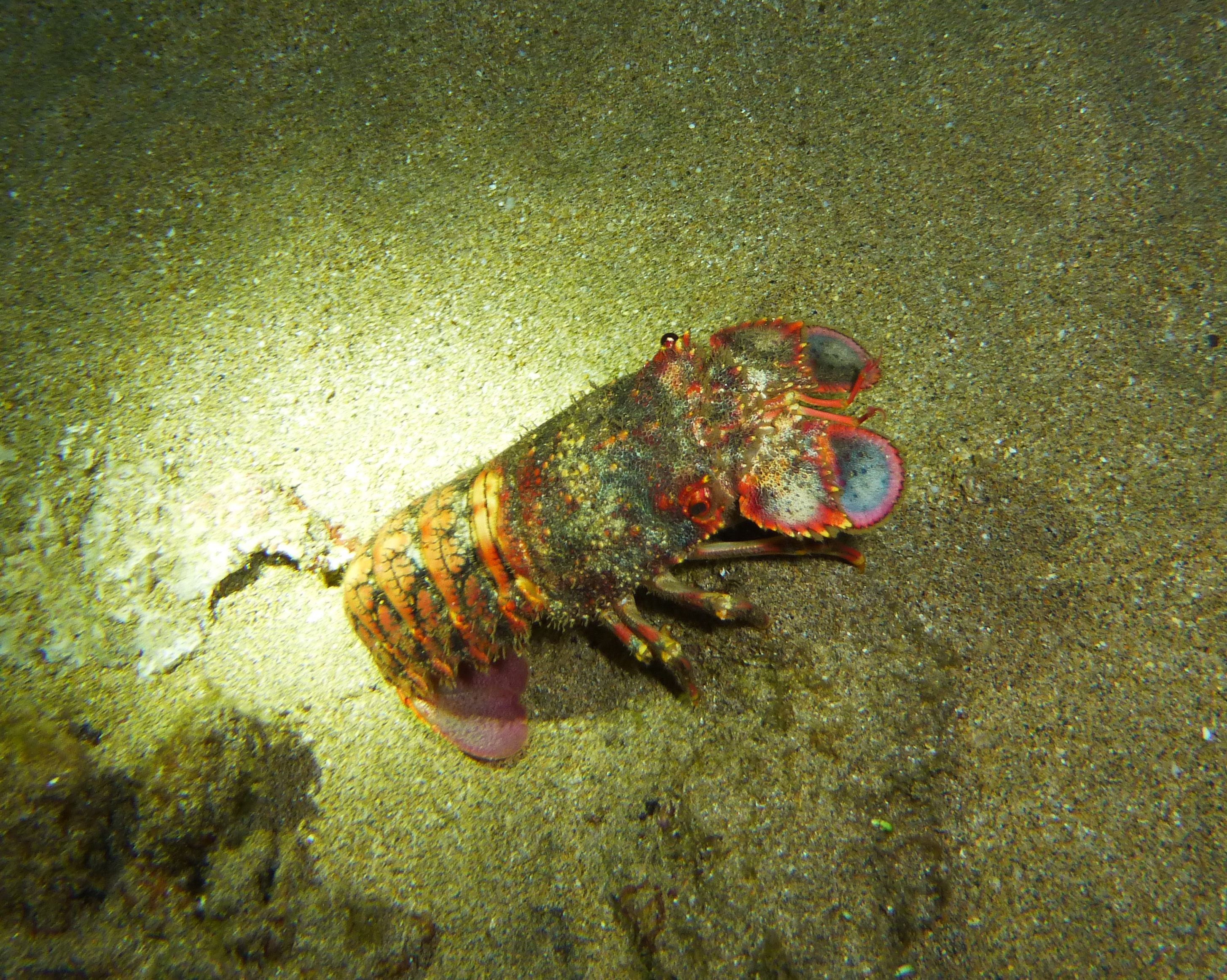 Regal Slipper Lobster.