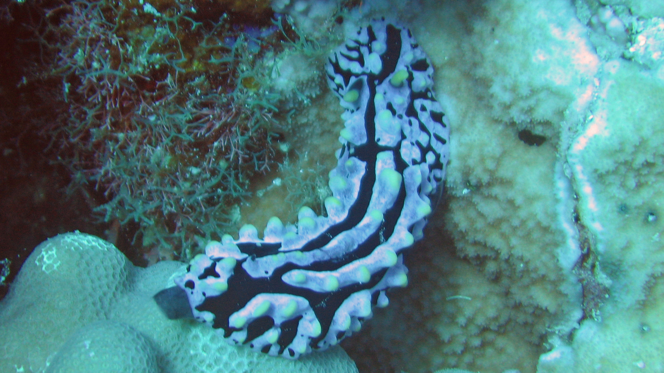 Fried egg nudibranch, Phyllidia varicosa, Maui 2006.