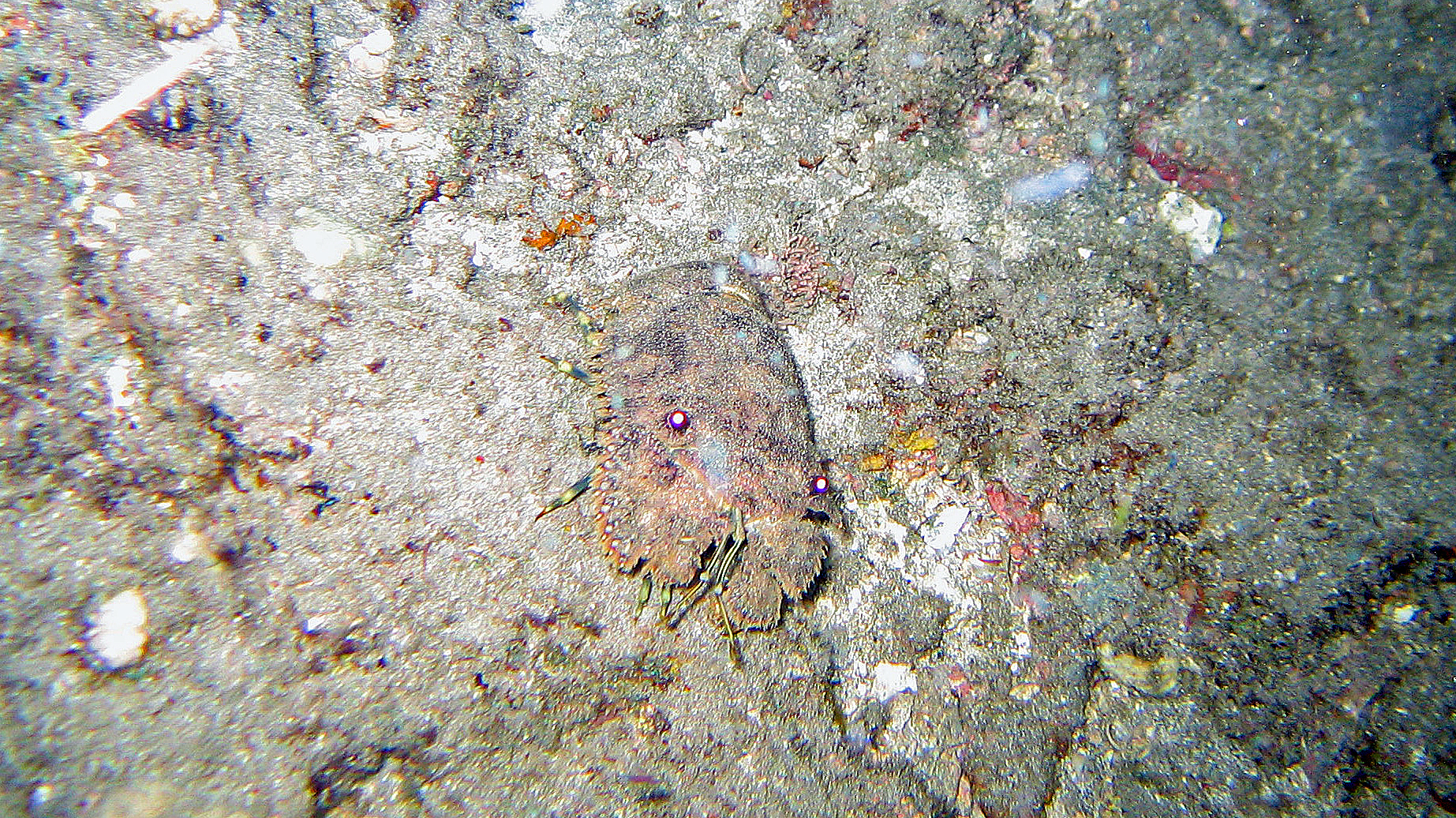 Sculptured slipper lobster, Maui 2010.