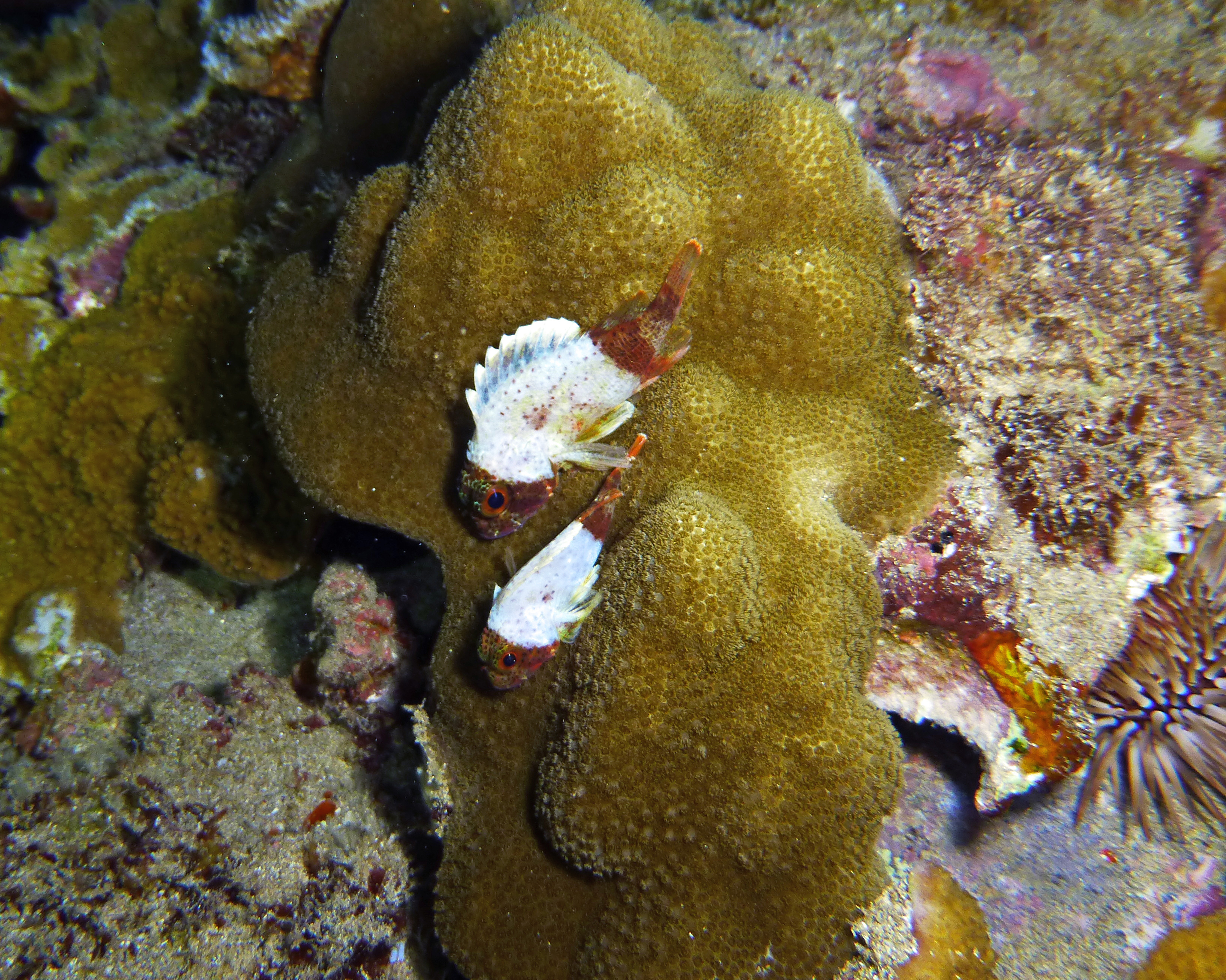Shortfin scorpionfish, Maui 2021.