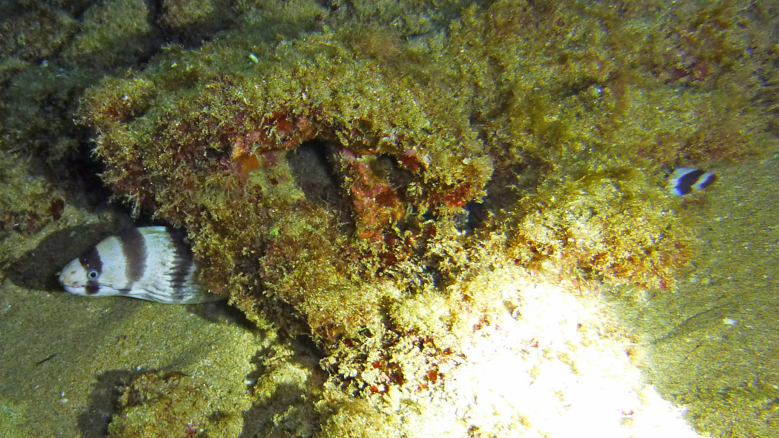Banded or barred moray eel, Maui 2021.