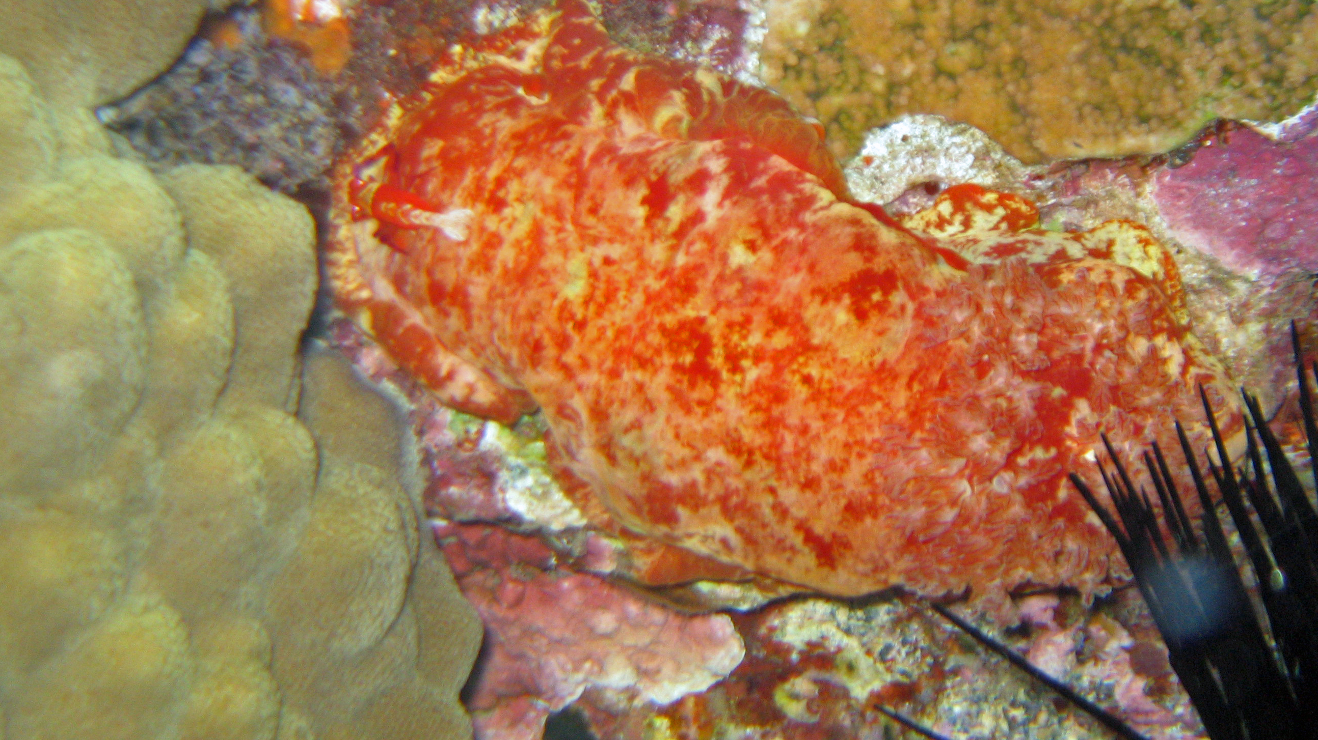 Spanish dancer with shrimp, Maui 2009.