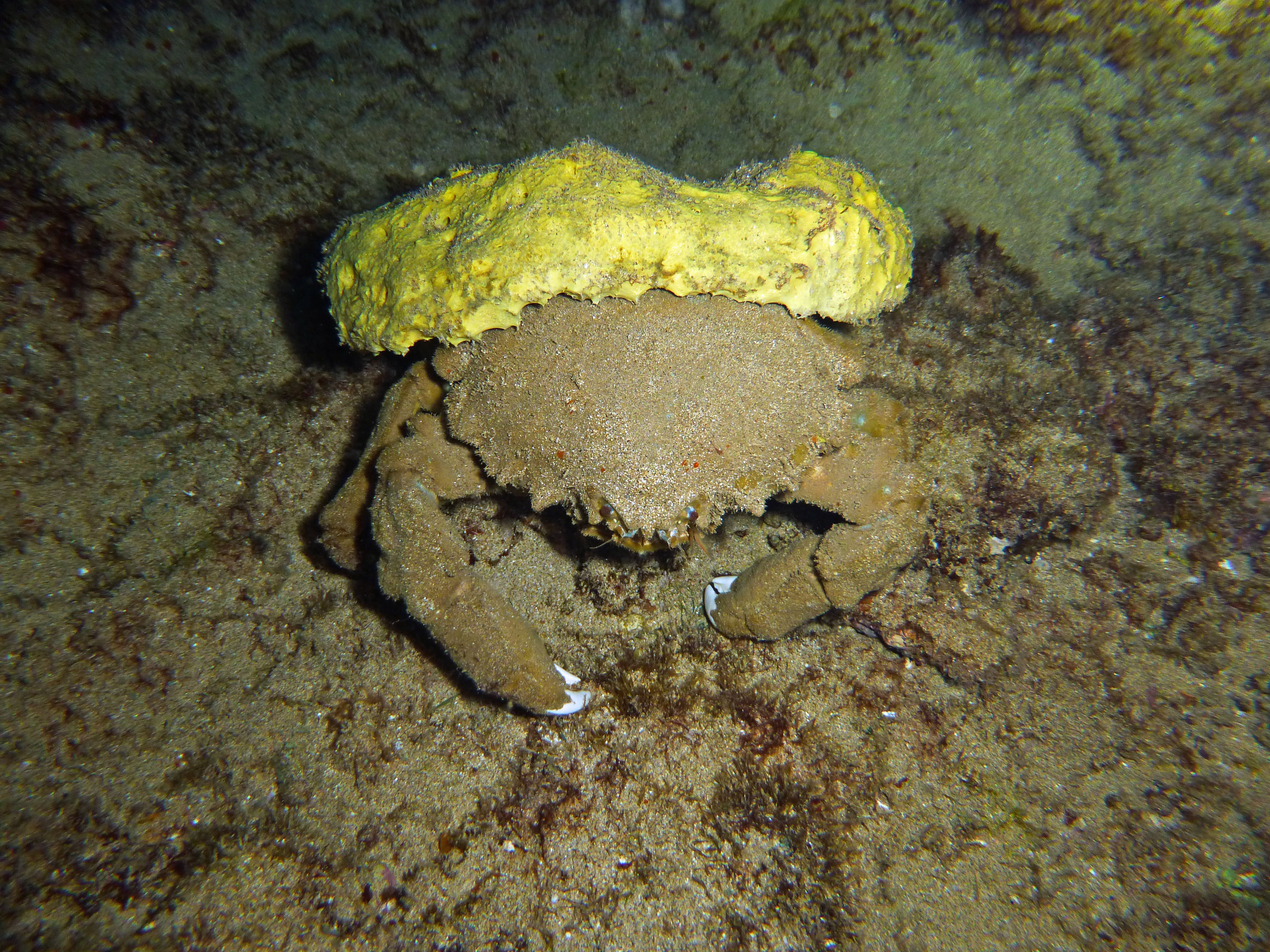 Sponge crab, Maui 2021.