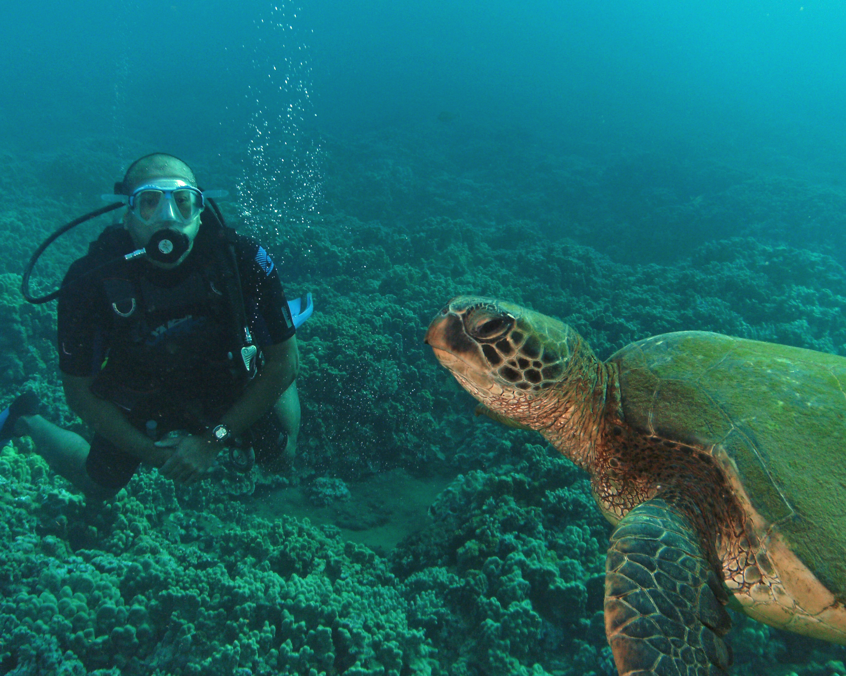 With a green sea turtle, Maui 2011.