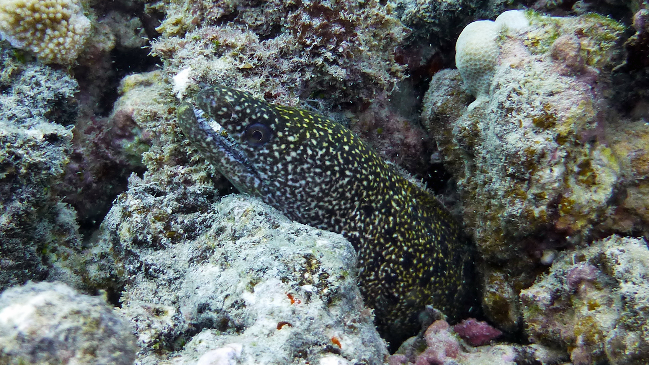 Dark stout moray eel, Oahu 2021.