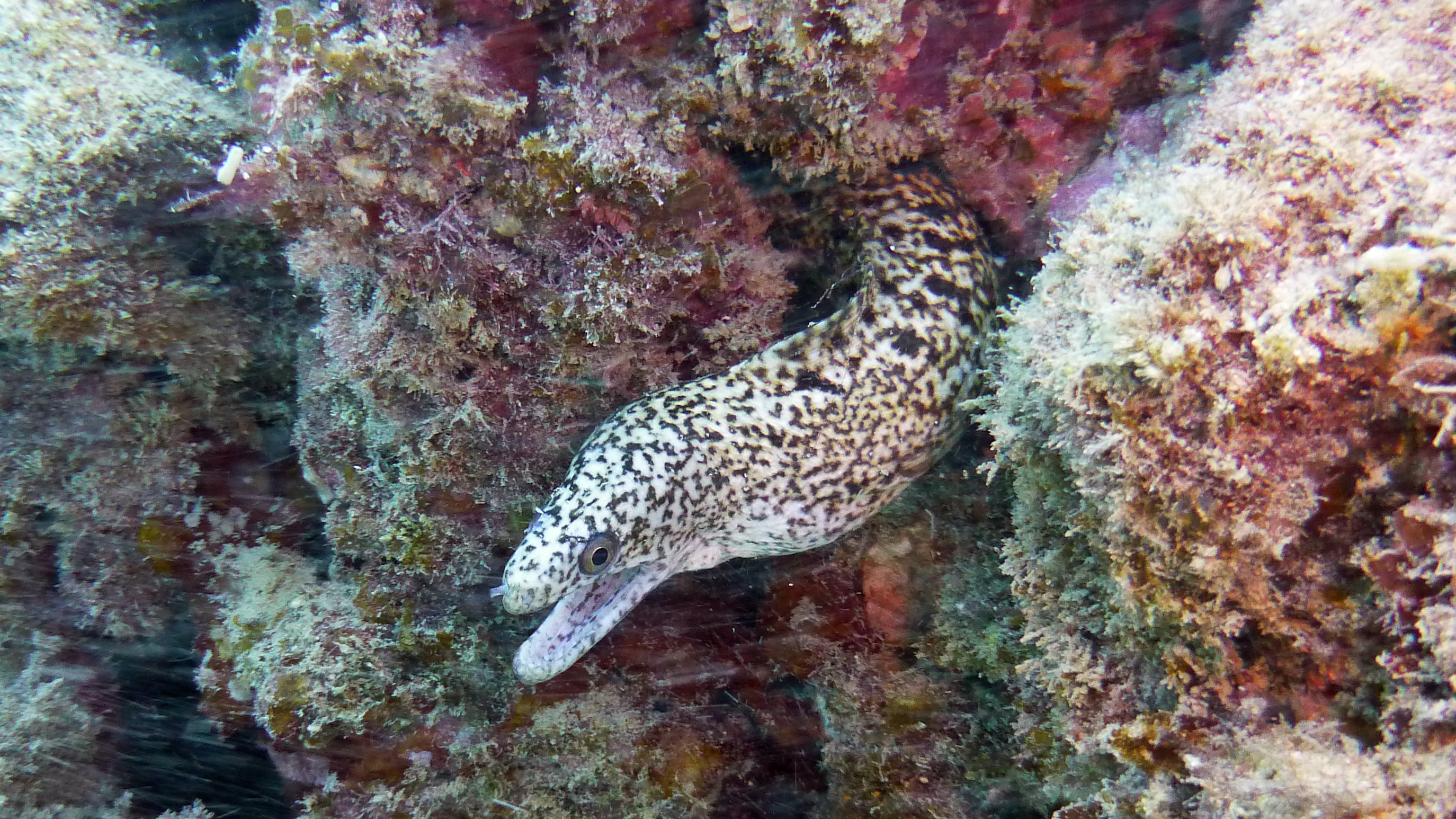 Another stout moray eel but white, Oahu 2021.