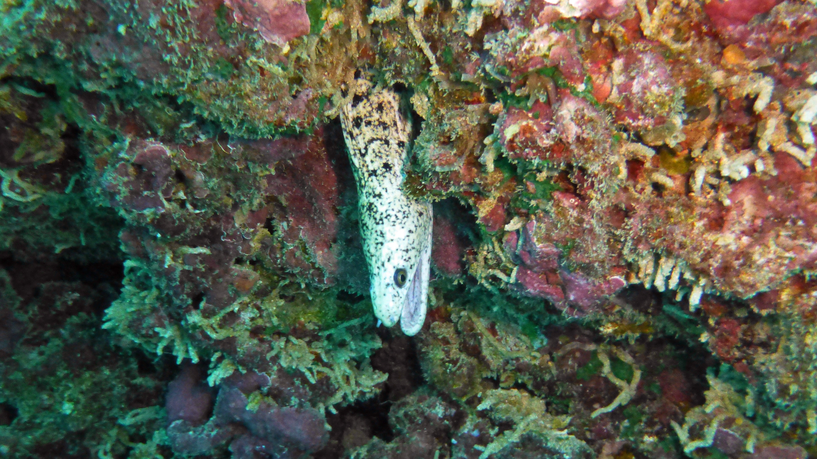White type stout moray eel, Oahu 2021.