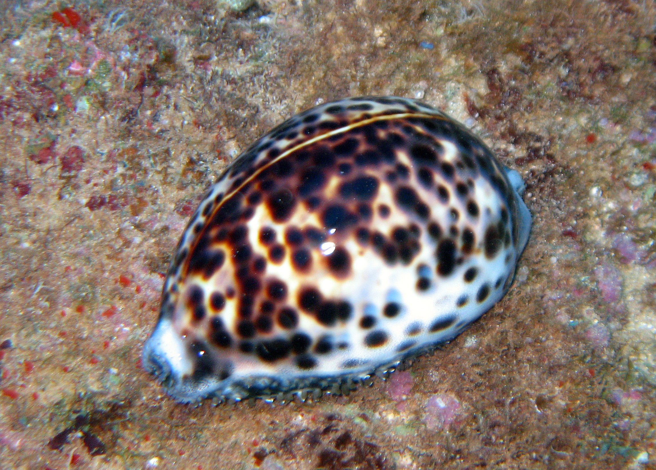 Tiger cowry, Kaui 2007.