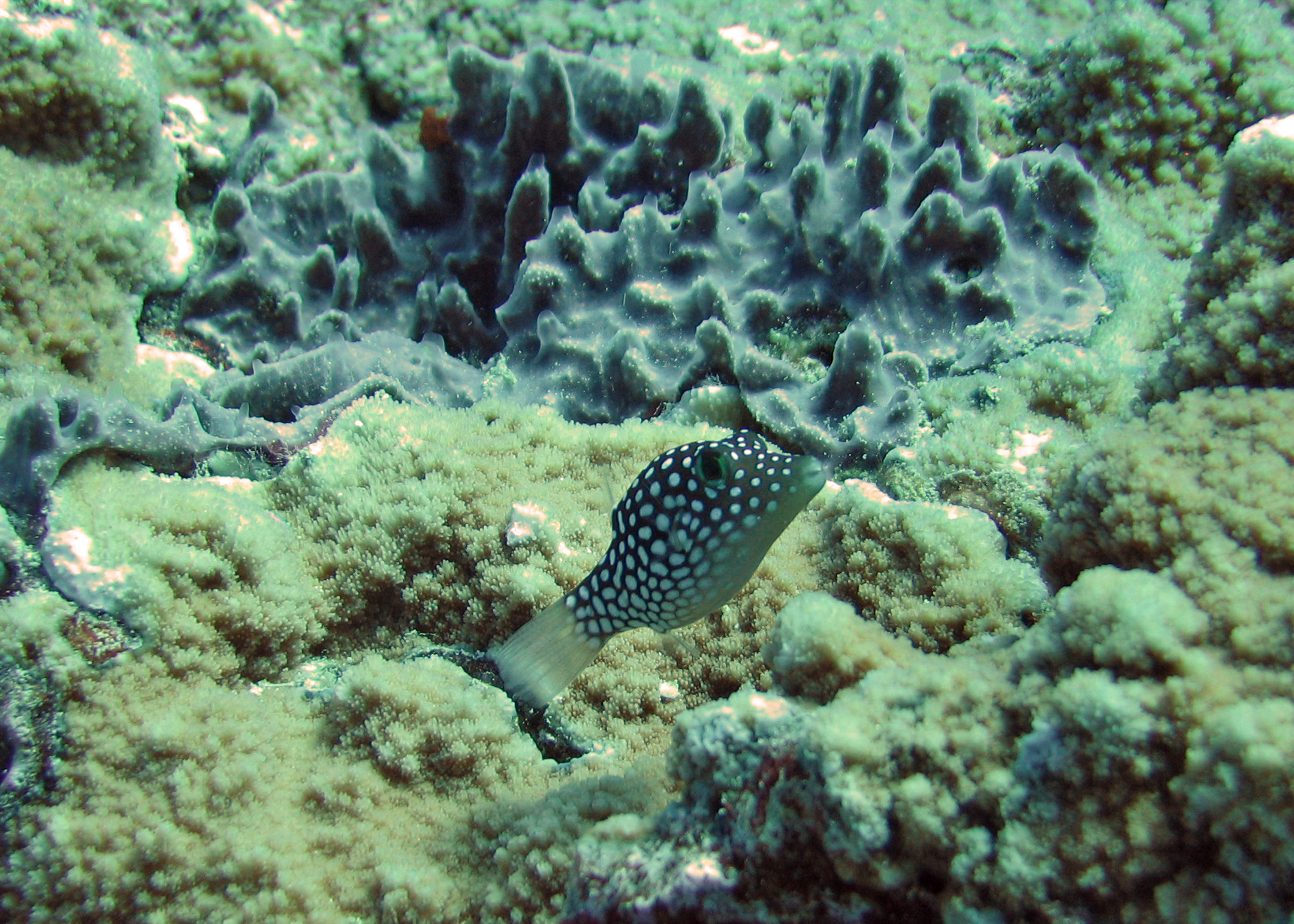 Hawaiian white-spotted toby, Maui 2006.