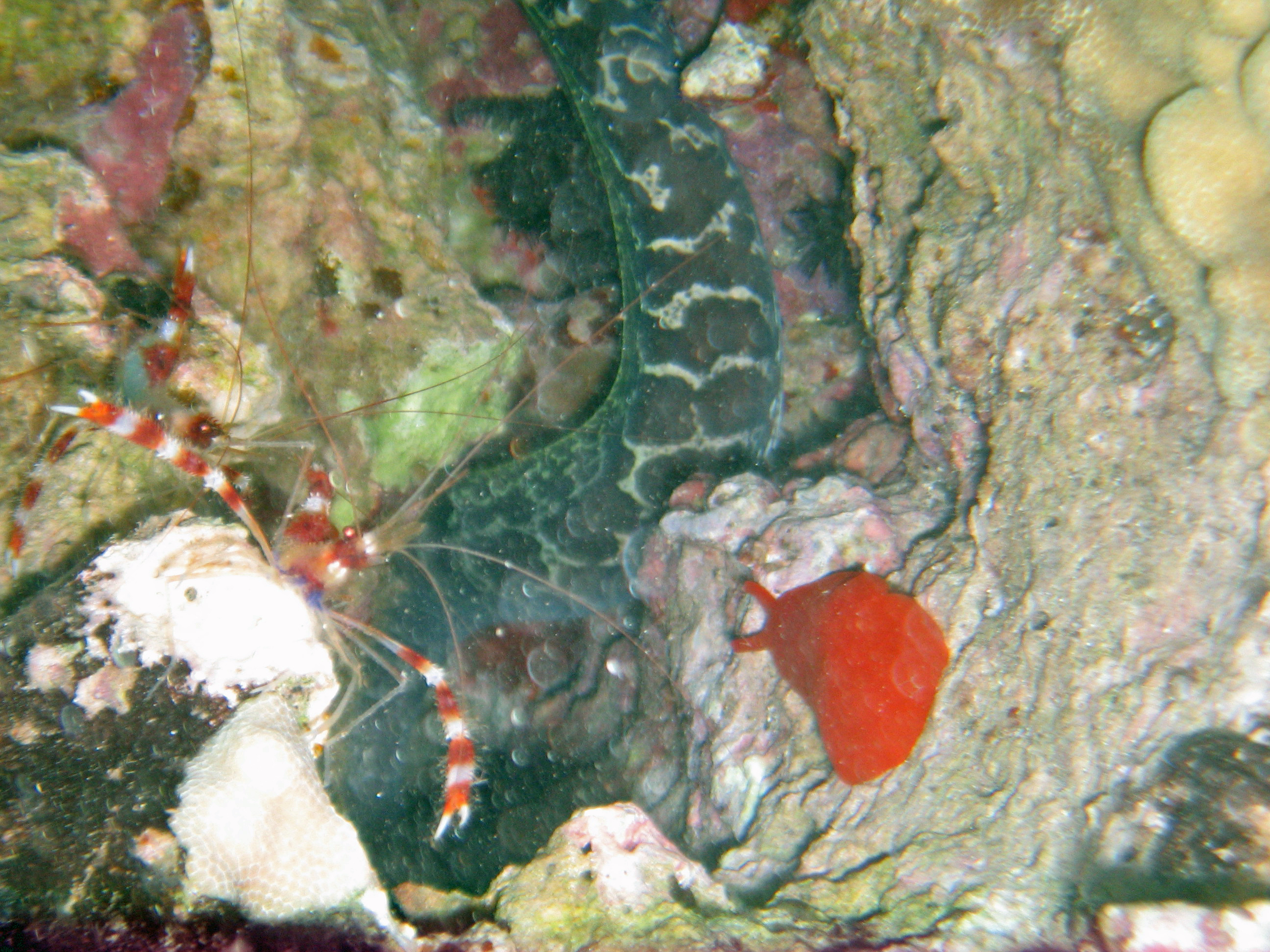 Undulated moray eel, gumdrop nudibranch, and 2 banded coral shrimp, Maui 2009.