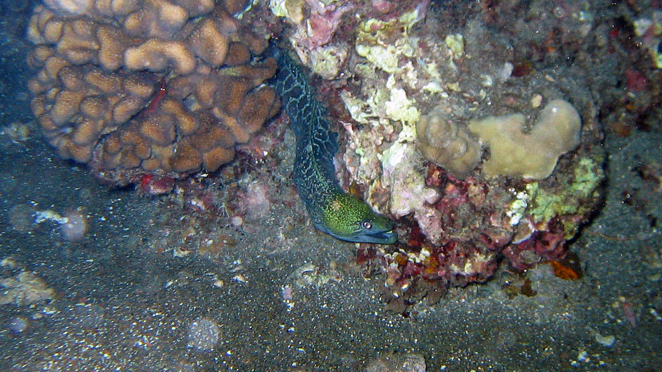 Undulated moray eel, Maui 2010