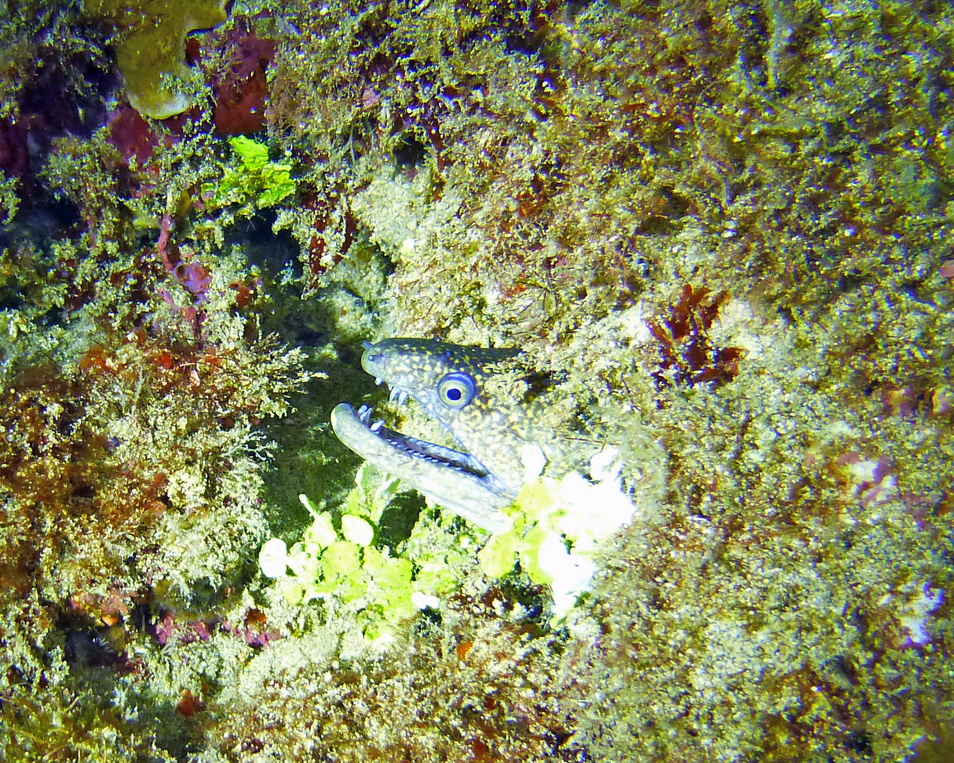 Undulated moray eel face, Maui 2021.