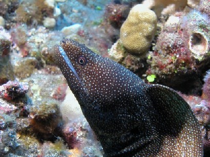 White-mouth moray eel, Lanai 2005.