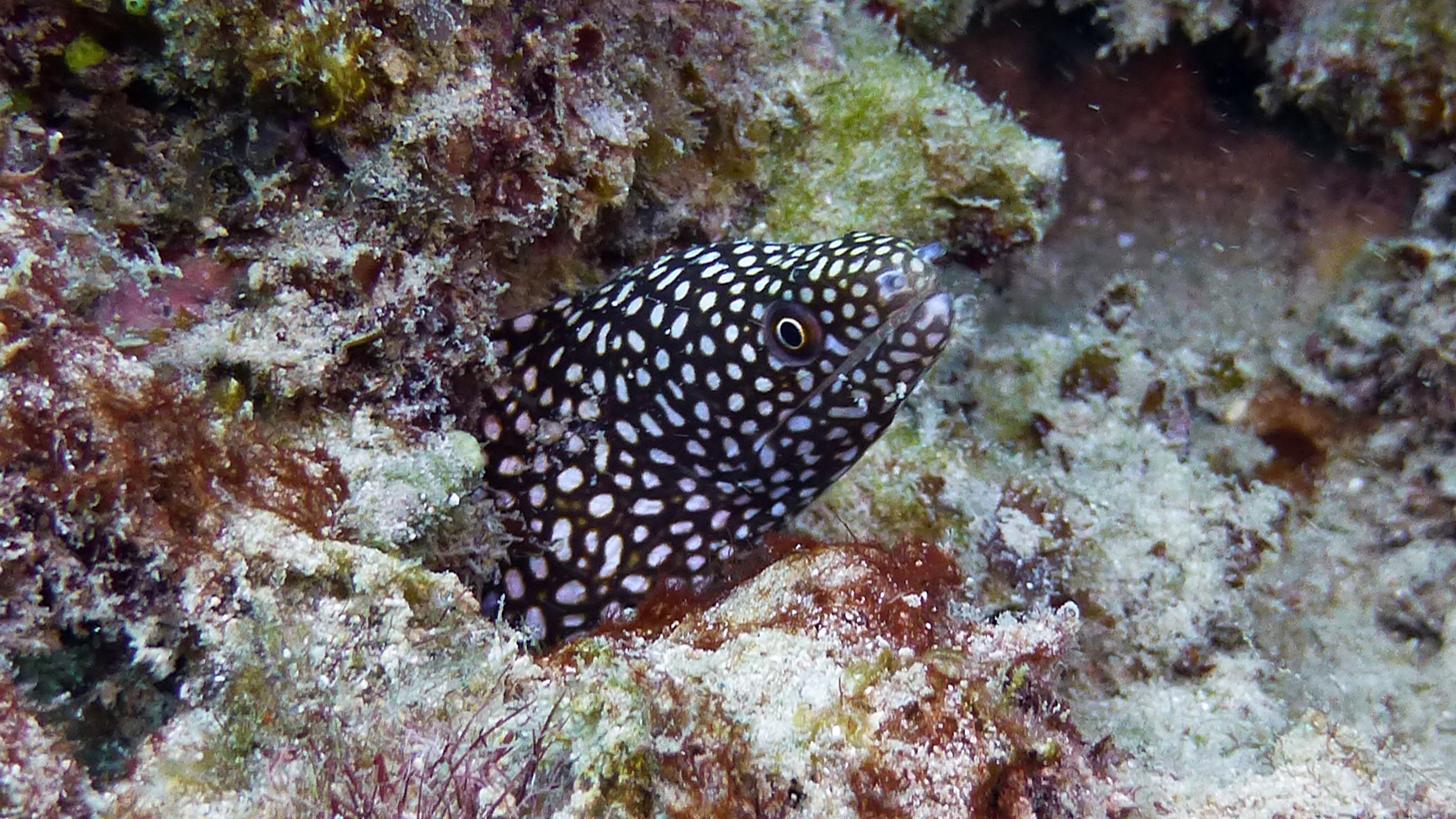 Whitemouth young moray eel, Oahu 2021.
