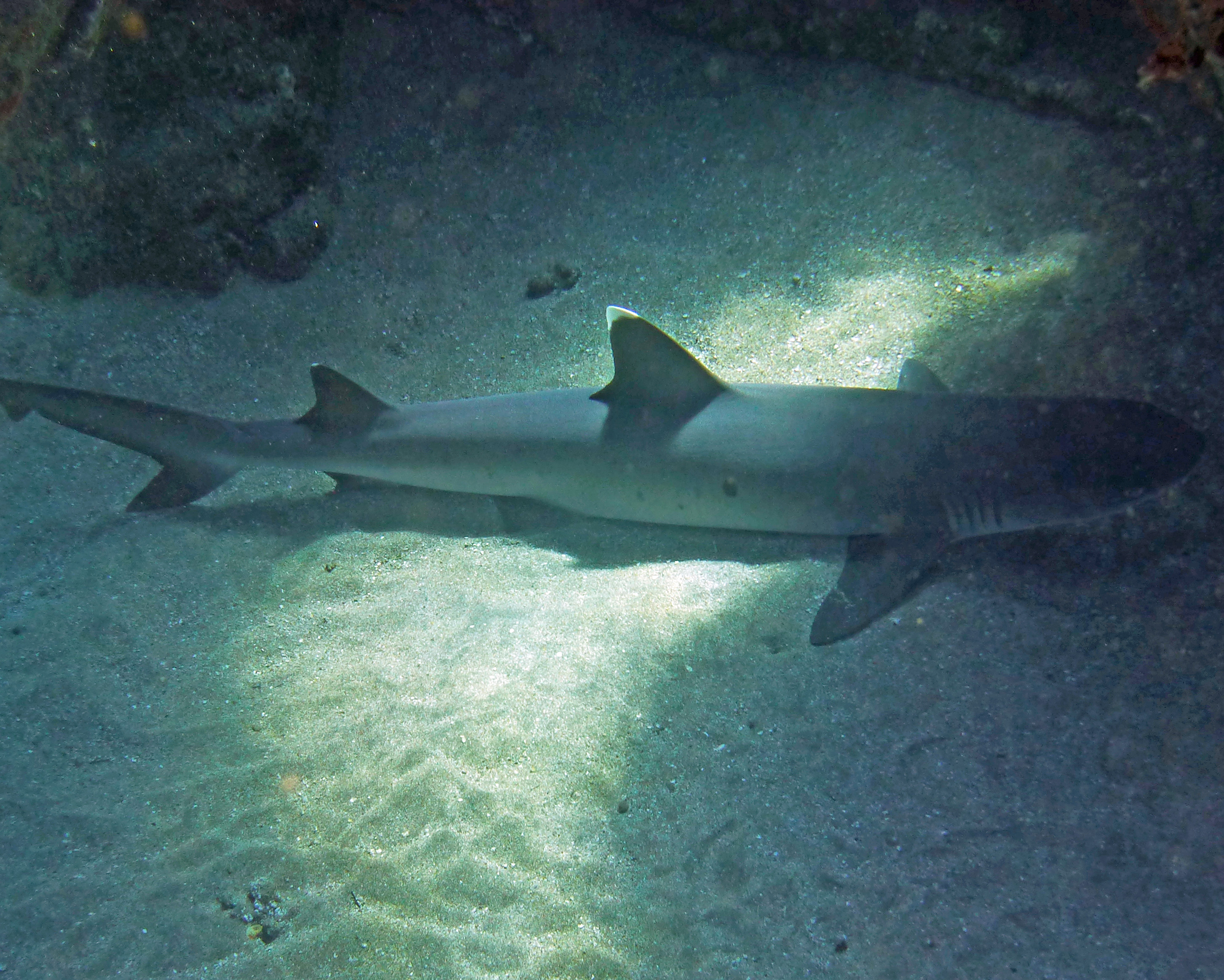Whitetip reef shark, Maui 2021.