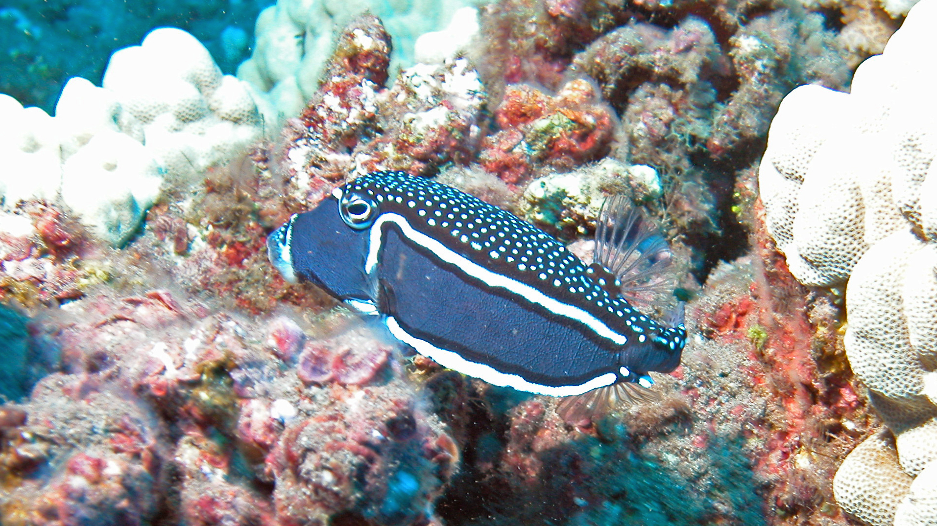 Whitley's boxfish, Lanai 2005.