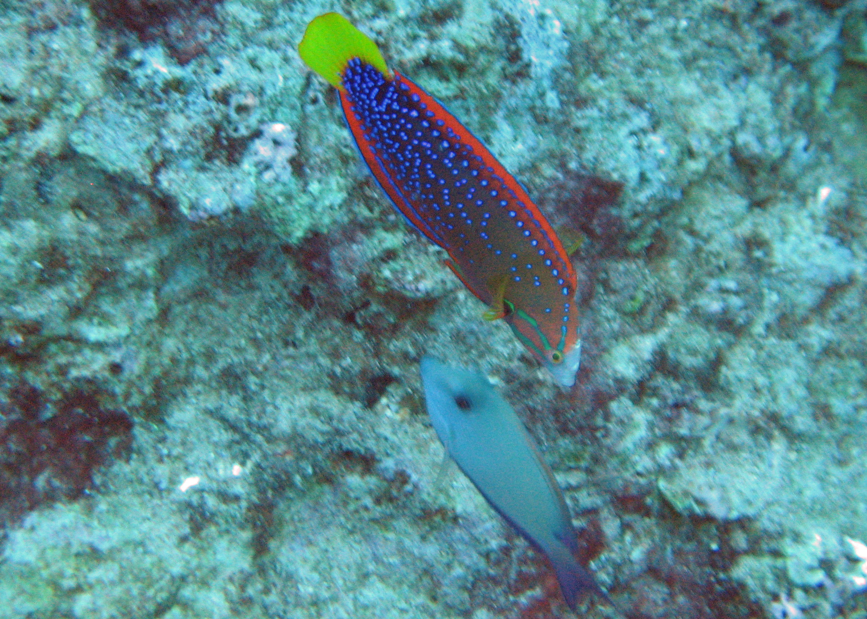 Yellowtail coris, Oahu 2008.