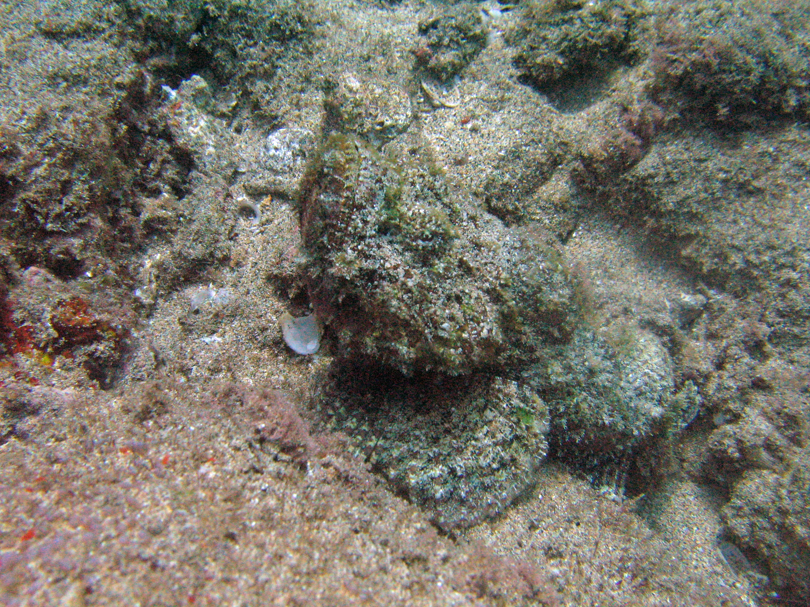 Devil scorpionfish, Maui 2007.