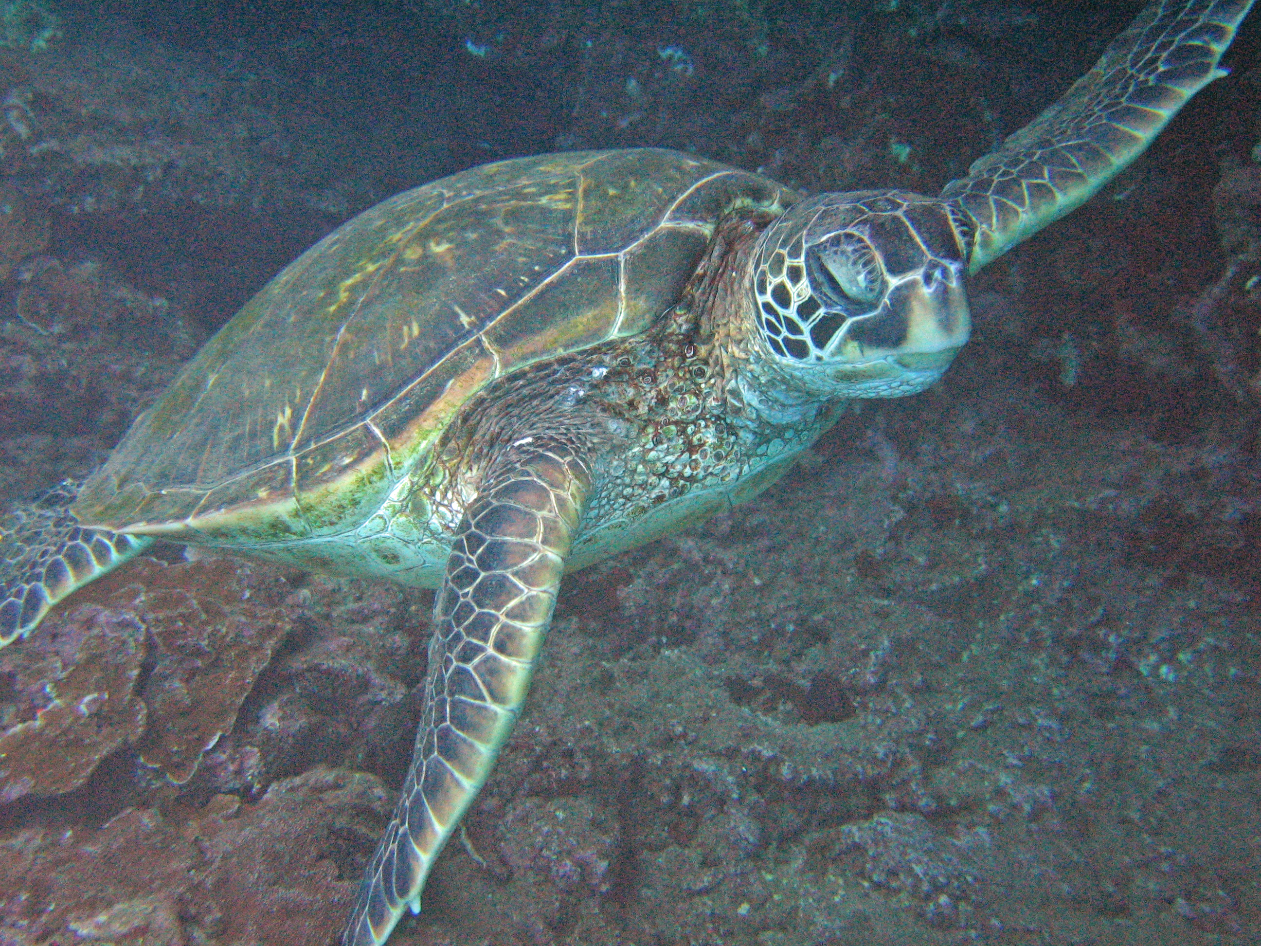 Small green sea turtle, Maui 2007.