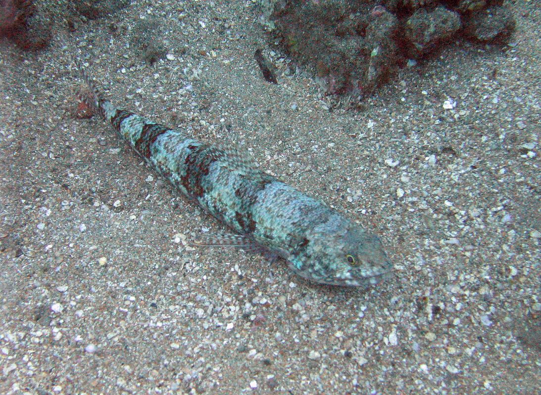 Lizardfish, Maui 2007.