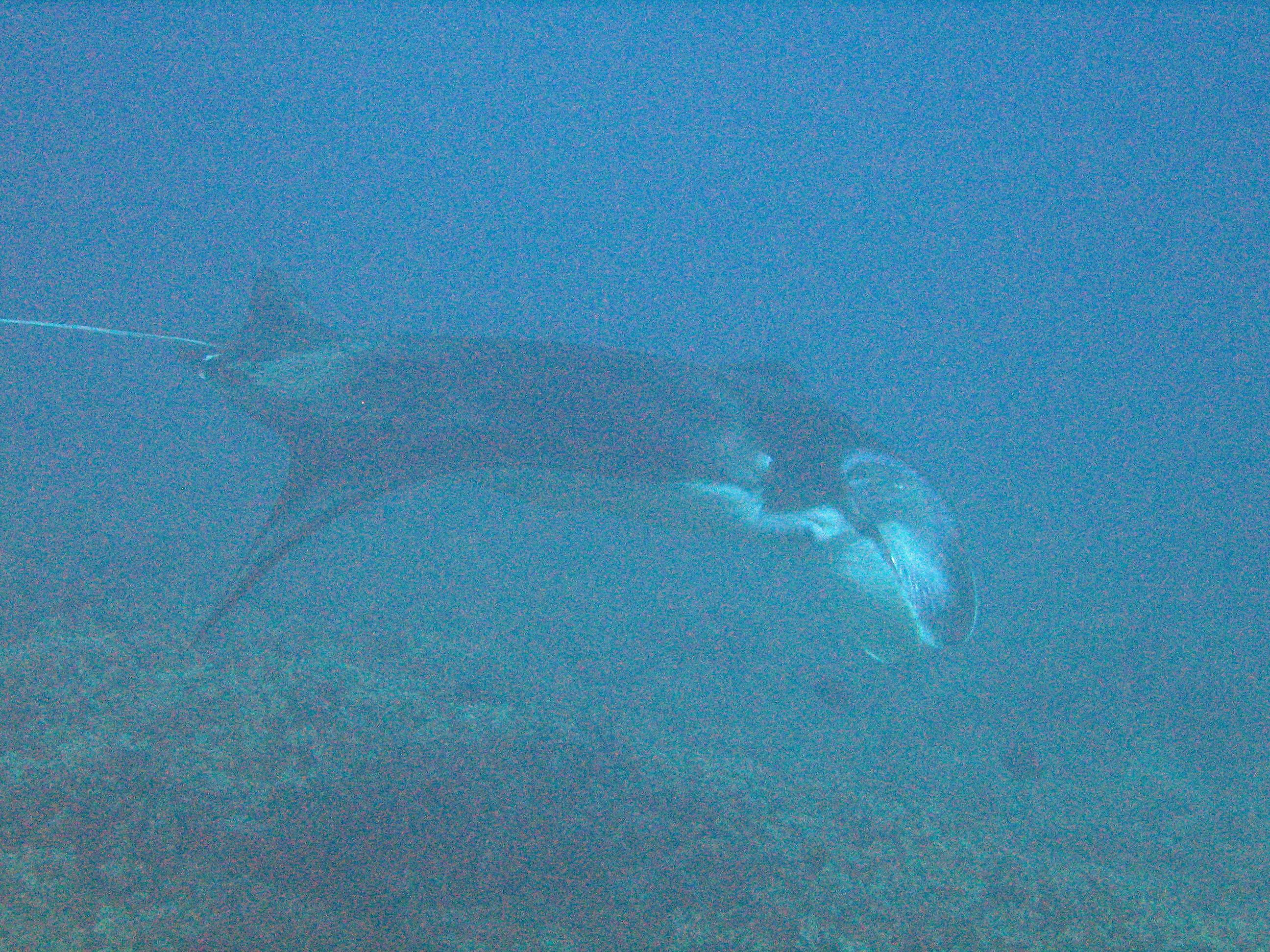 Manta ray at cleaning station, Maui 2009.