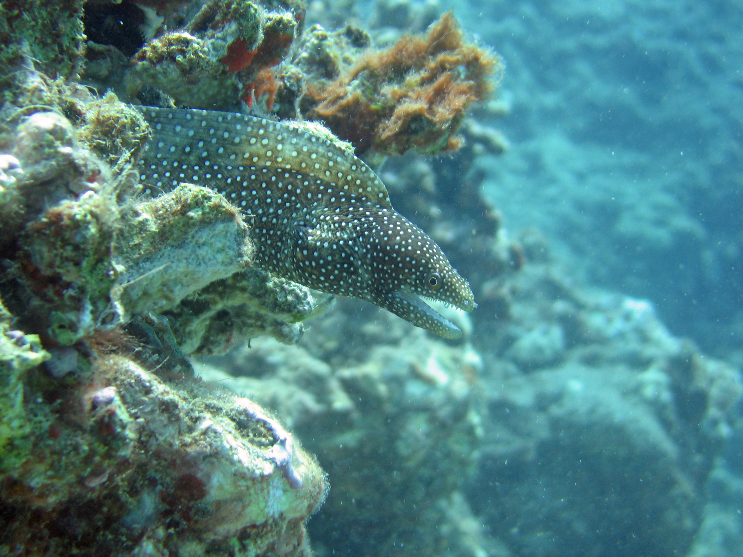 Another white-mouth moray eel, Maui 2006.