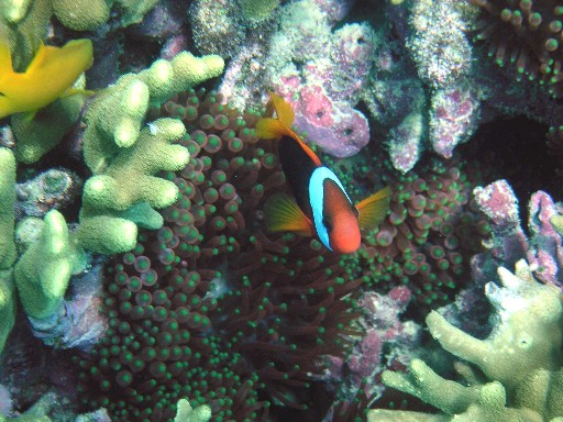 Red and black anemonefish