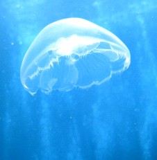 Jellyfish
