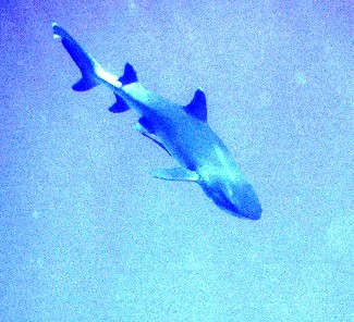 Whitetipped reef shark