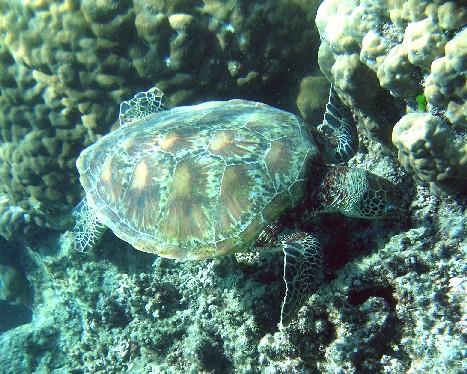 Hawksbill sea turtle